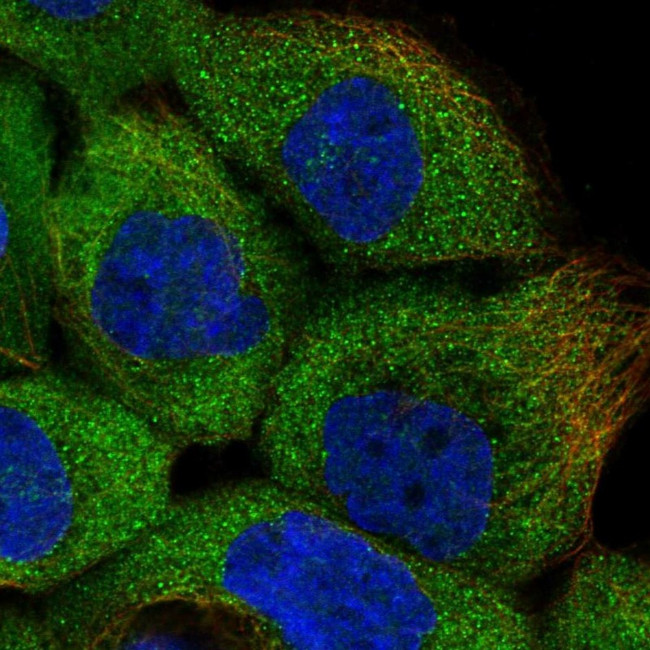 ERK3 Antibody in Immunocytochemistry (ICC/IF)