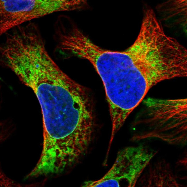 LRRC59 Antibody in Immunocytochemistry (ICC/IF)