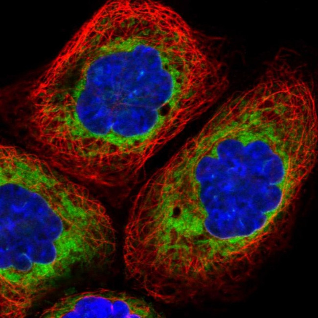 LRRC59 Antibody in Immunocytochemistry (ICC/IF)