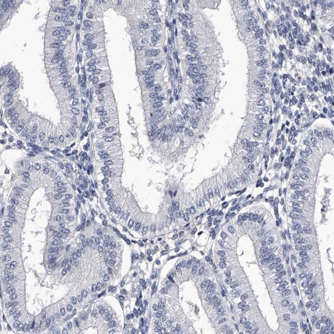 CRISP2 Antibody in Immunohistochemistry (Paraffin) (IHC (P))