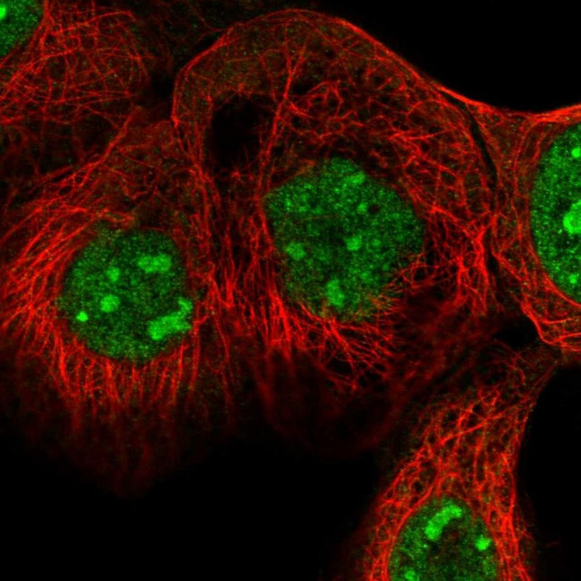 EXOC4 Antibody in Immunocytochemistry (ICC/IF)