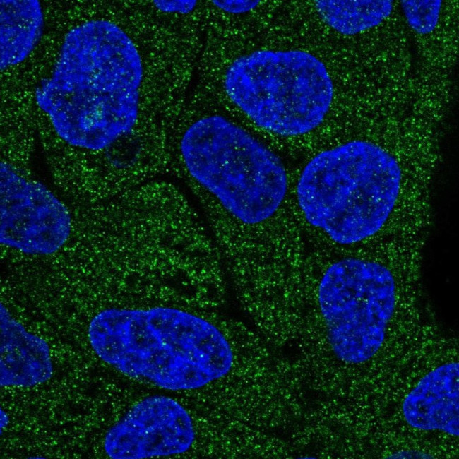 Lano Antibody in Immunocytochemistry (ICC/IF)