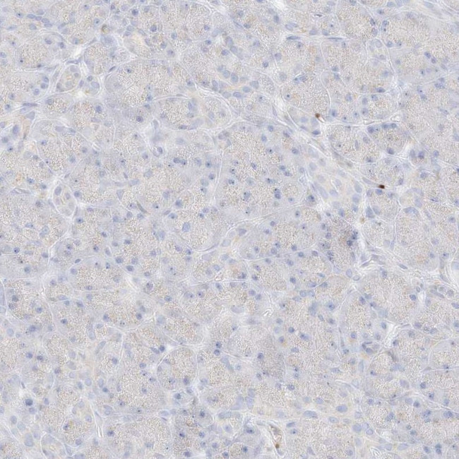 Pleckstrin Antibody in Immunohistochemistry (Paraffin) (IHC (P))
