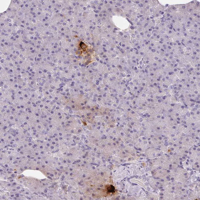 PPY Antibody in Immunohistochemistry (Paraffin) (IHC (P))