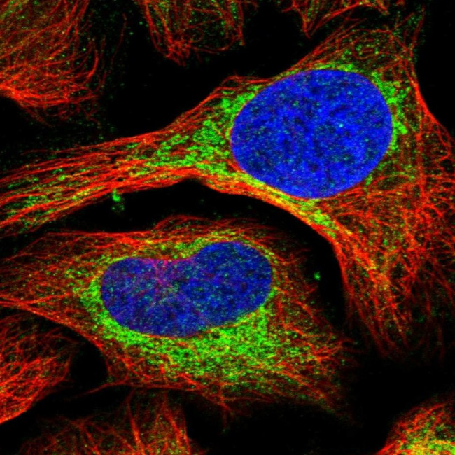 ABCB7 Antibody in Immunocytochemistry (ICC/IF)