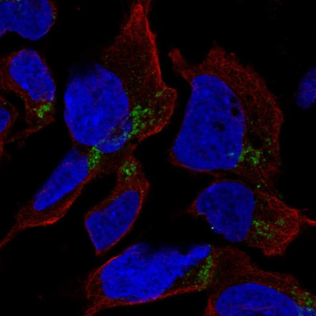 HFM1 Antibody in Immunocytochemistry (ICC/IF)