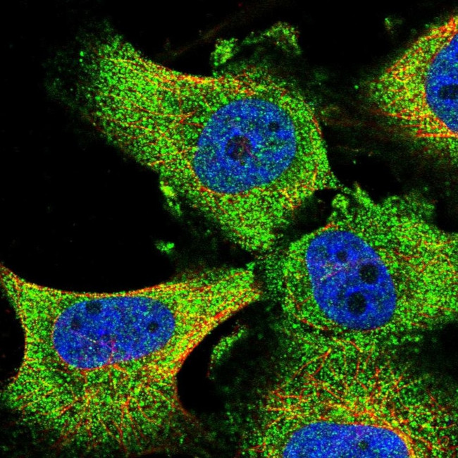 GRAF Antibody in Immunocytochemistry (ICC/IF)