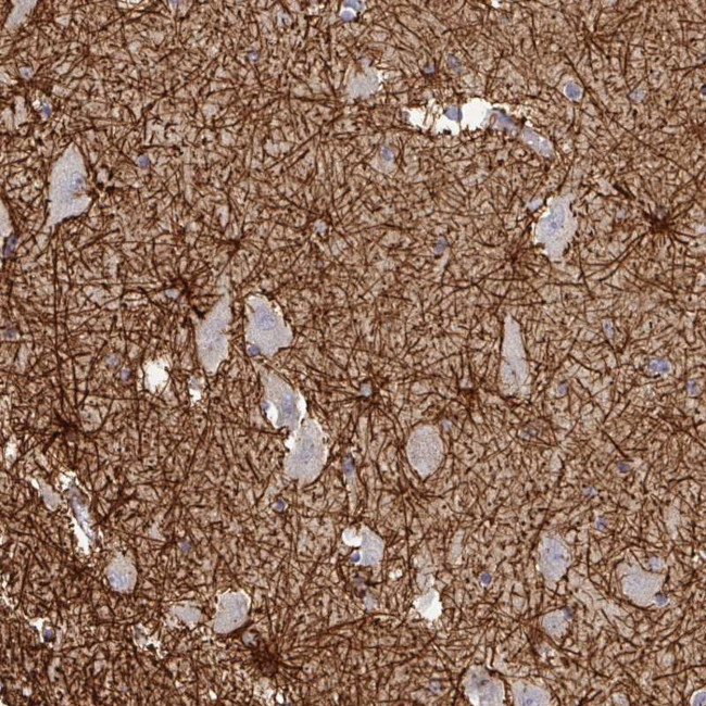 Thimet Oligopeptidase Antibody in Immunohistochemistry (Paraffin) (IHC (P))