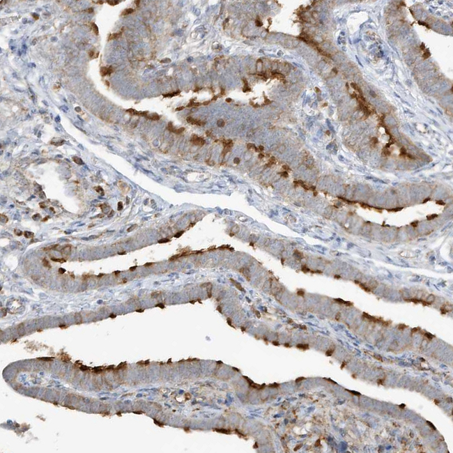 HIPPI Antibody in Immunohistochemistry (Paraffin) (IHC (P))