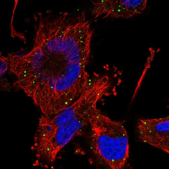 HFM1 Antibody in Immunocytochemistry (ICC/IF)