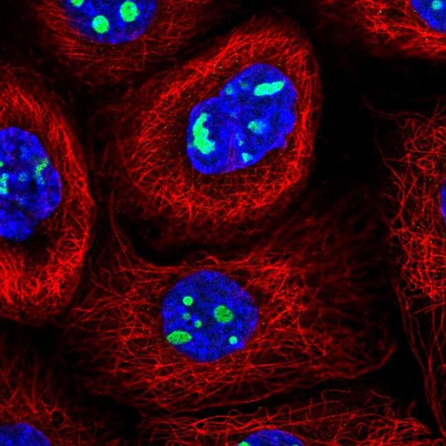NIFK Antibody in Immunocytochemistry (ICC/IF)