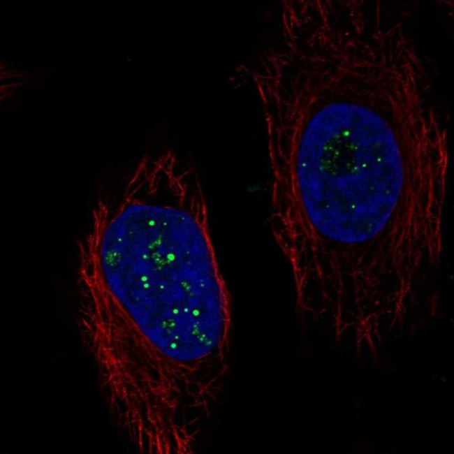 C6orf223 Antibody in Immunocytochemistry (ICC/IF)