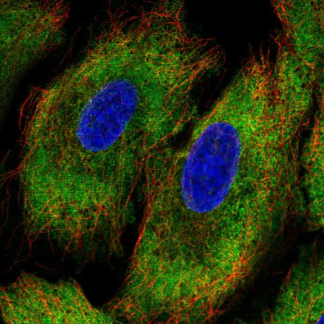 PCDHA12 Antibody in Immunocytochemistry (ICC/IF)