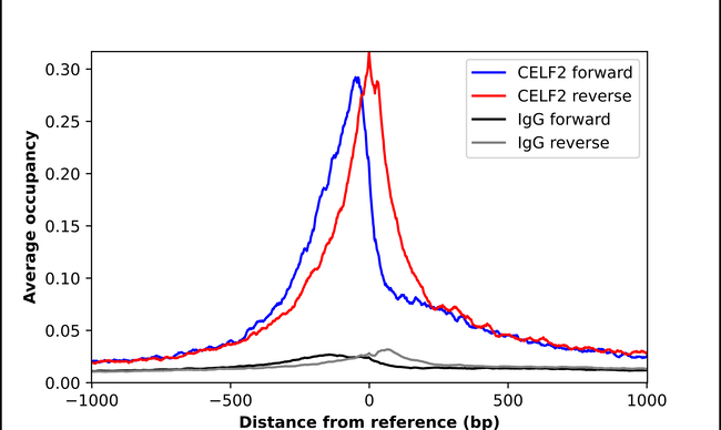 CUG-BP2 Antibody in ChIP Assay (ChIP)