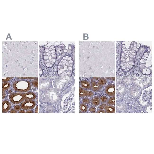 C6orf58 Antibody in Immunohistochemistry (Paraffin) (IHC (P))
