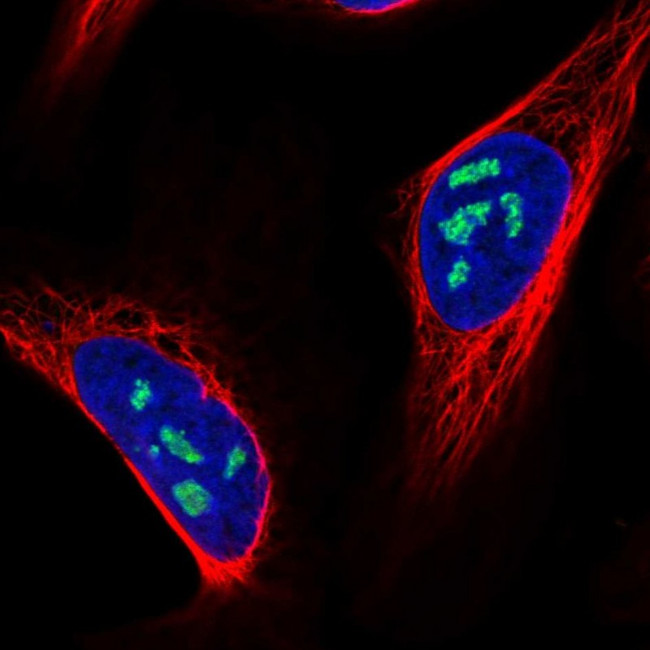 NOLC1 Antibody in Immunocytochemistry (ICC/IF)