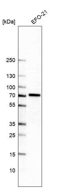 POC5 Antibody in Western Blot (WB)