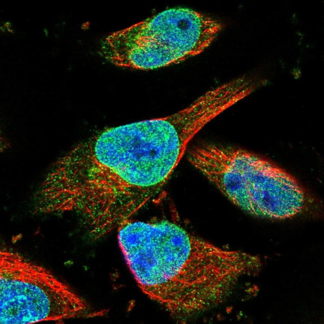 ZNF487 Antibody in Immunocytochemistry (ICC/IF)