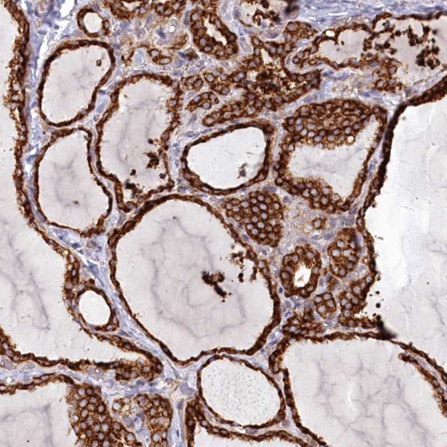 POGLUT1 Antibody in Immunohistochemistry (Paraffin) (IHC (P))