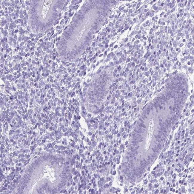 SPATA16 Antibody in Immunohistochemistry (Paraffin) (IHC (P))
