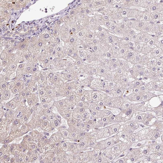 PRDX5 Antibody in Immunohistochemistry (Paraffin) (IHC (P))