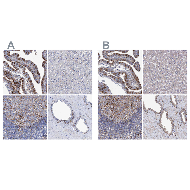 STING Antibody in Immunohistochemistry (Paraffin) (IHC (P))