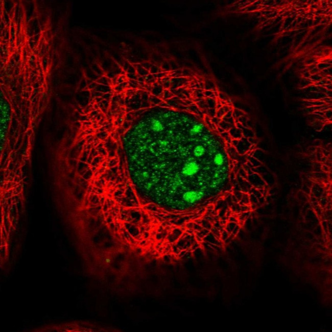 WDR74 Antibody in Immunocytochemistry (ICC/IF)