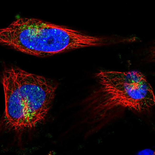Syntaxin 6 Antibody in Immunocytochemistry (ICC/IF)