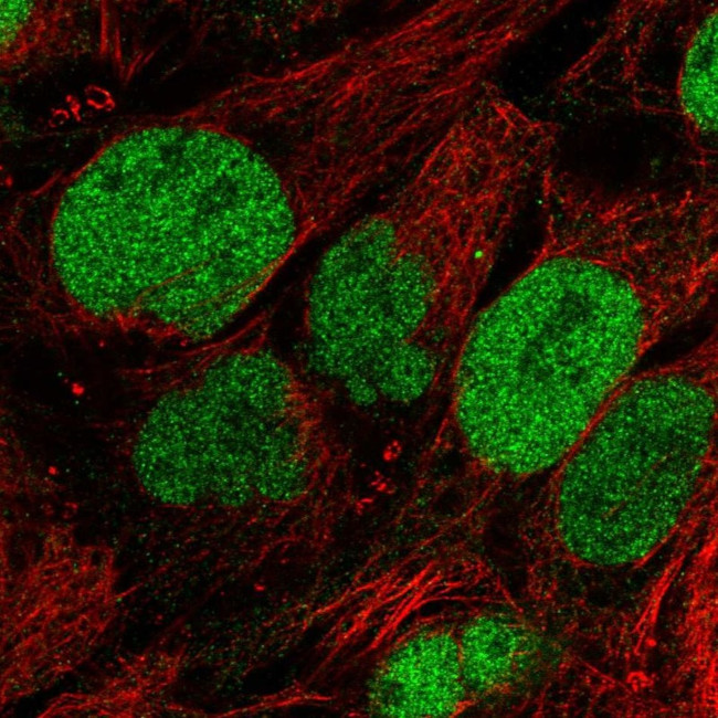 SAAL1 Antibody in Immunocytochemistry (ICC/IF)