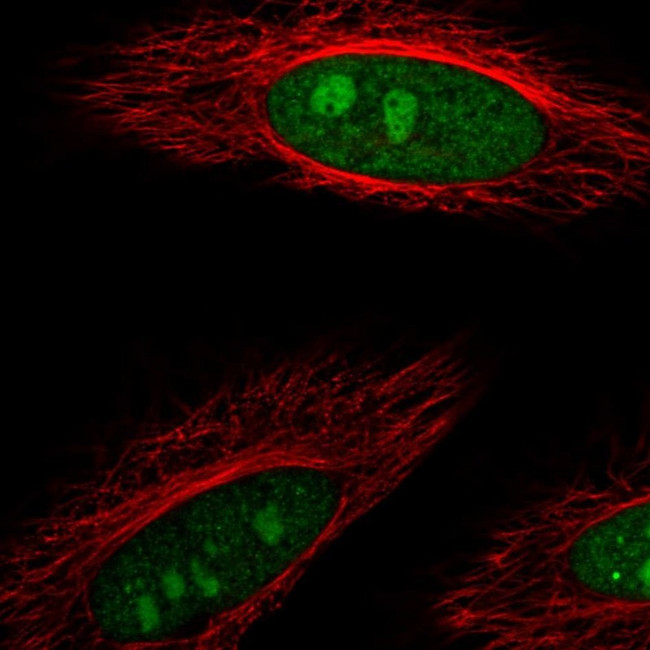 DDX23 Antibody in Immunocytochemistry (ICC/IF)