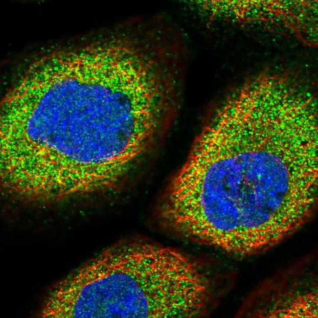 MARK4 Antibody in Immunocytochemistry (ICC/IF)