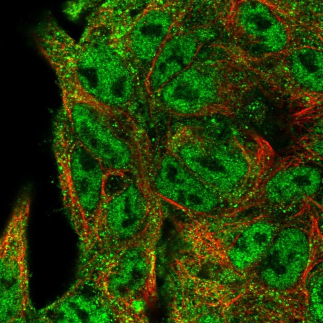 HEF1 Antibody in Immunocytochemistry (ICC/IF)
