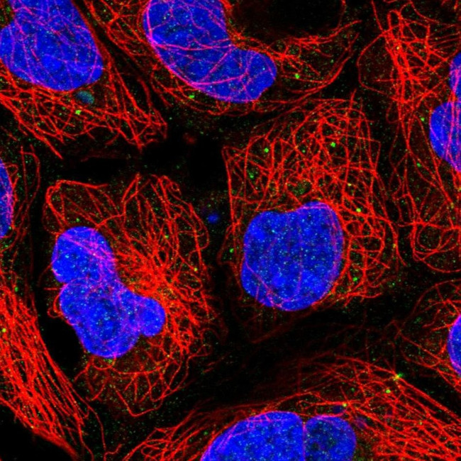 PUSL1 Antibody in Immunocytochemistry (ICC/IF)