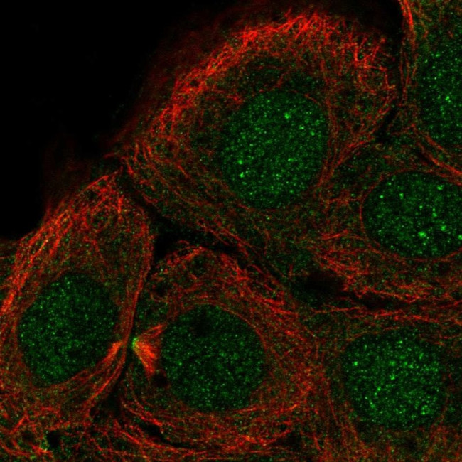 DNHD1 Antibody in Immunocytochemistry (ICC/IF)