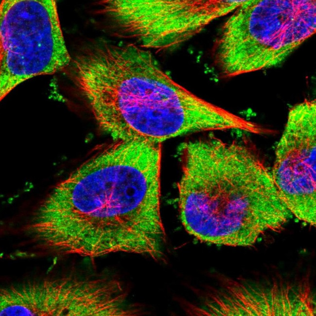 YBX1 Antibody in Immunocytochemistry (ICC/IF)
