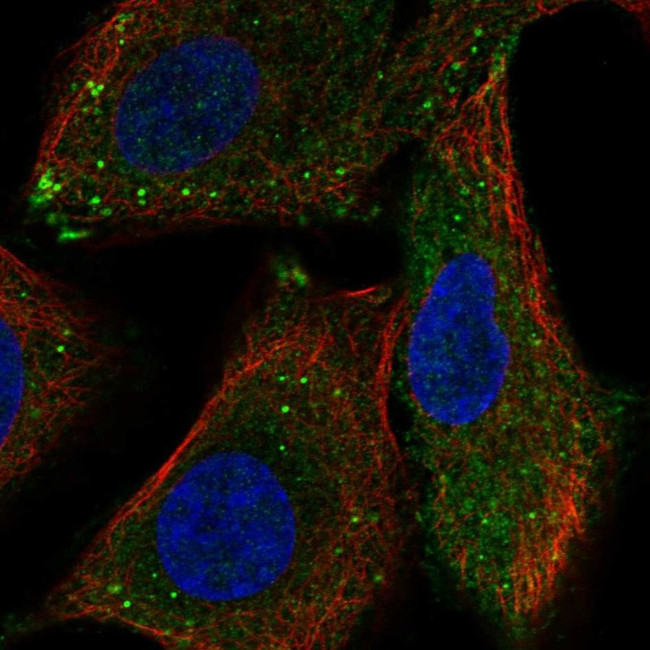 RASSF10 Antibody in Immunocytochemistry (ICC/IF)