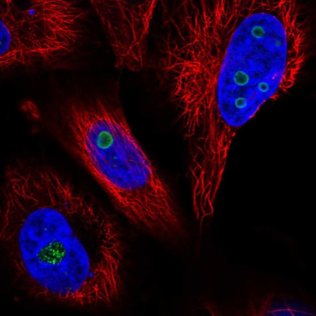WDR82 Antibody in Immunocytochemistry (ICC/IF)
