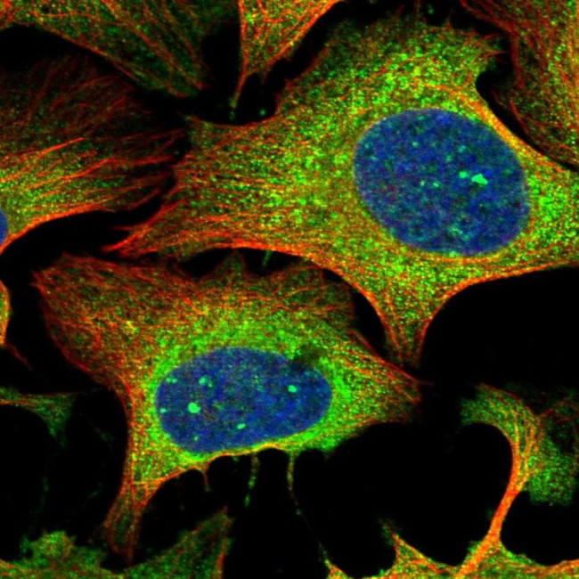 RTN1 Antibody in Immunocytochemistry (ICC/IF)