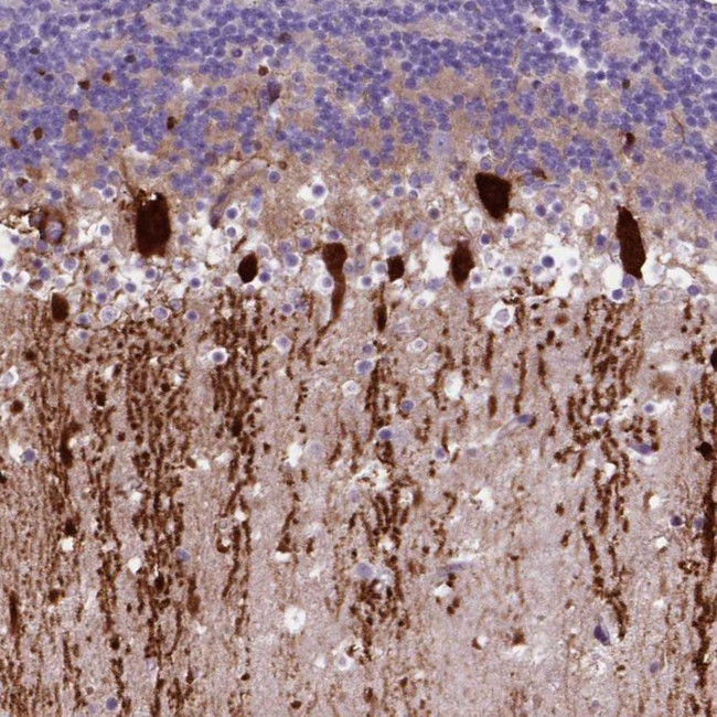 ARHGEF33 Antibody in Immunohistochemistry (Paraffin) (IHC (P))