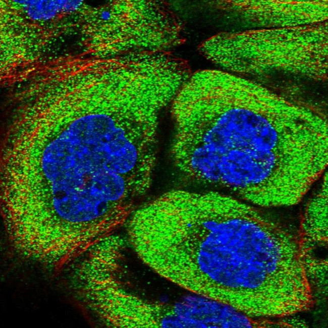 PSMF1 Antibody in Immunocytochemistry (ICC/IF)