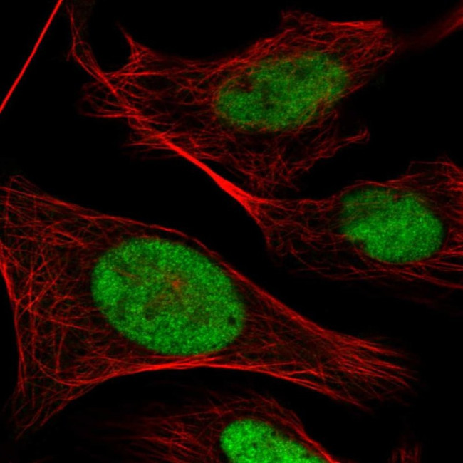 POLR3E Antibody in Immunocytochemistry (ICC/IF)