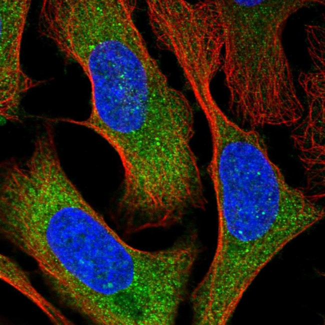 GTPBP9 Antibody in Immunocytochemistry (ICC/IF)