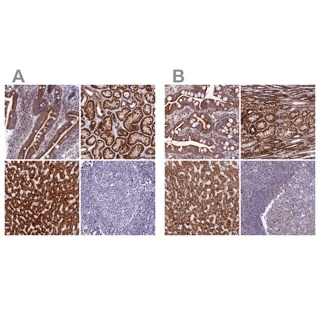 DCI Antibody in Immunohistochemistry (Paraffin) (IHC (P))