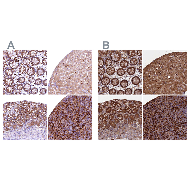 Flavin reductase Antibody in Immunohistochemistry (Paraffin) (IHC (P))