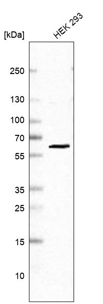 PRPF31 Antibody in Western Blot (WB)