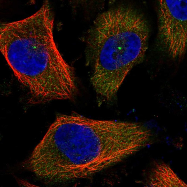 CEP170 Antibody in Immunocytochemistry (ICC/IF)