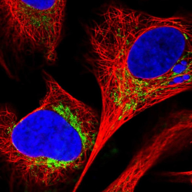 C18orf63 Antibody in Immunocytochemistry (ICC/IF)