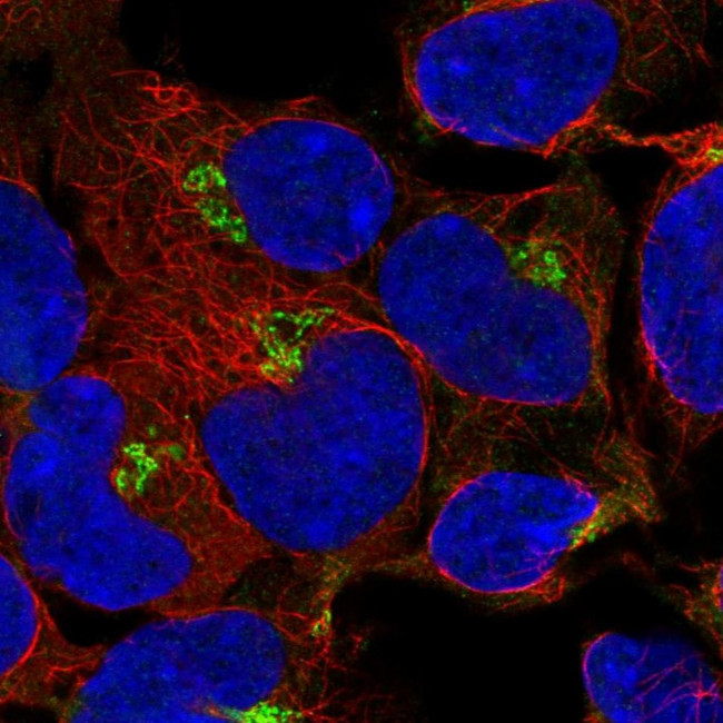 PODXL2 Antibody in Immunocytochemistry (ICC/IF)