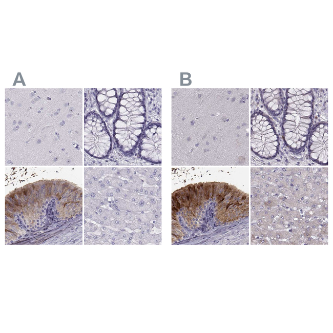 WFDC8 Antibody in Immunohistochemistry (Paraffin) (IHC (P))