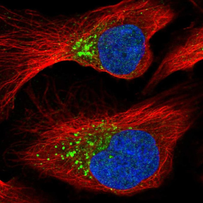 PCOLCE Antibody in Immunocytochemistry (ICC/IF)